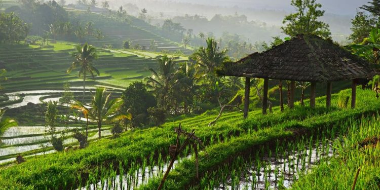 Rice Terraces in Ubud, Bali