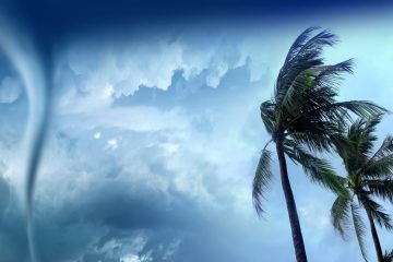 palm trees wave in the wind from a tornado