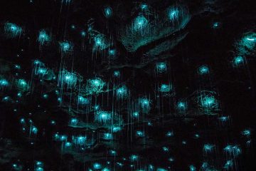 Glowworms glowing on the roof of a cave