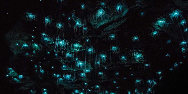 Glowworms glowing on the roof of a cave
