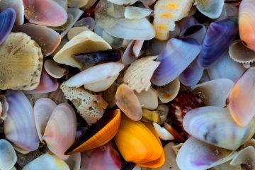 Colorful small shells