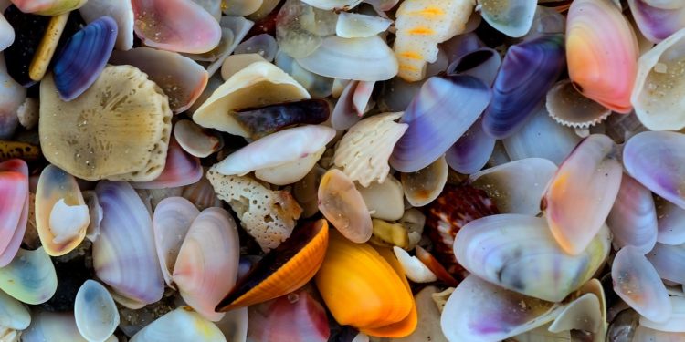 Colorful small shells