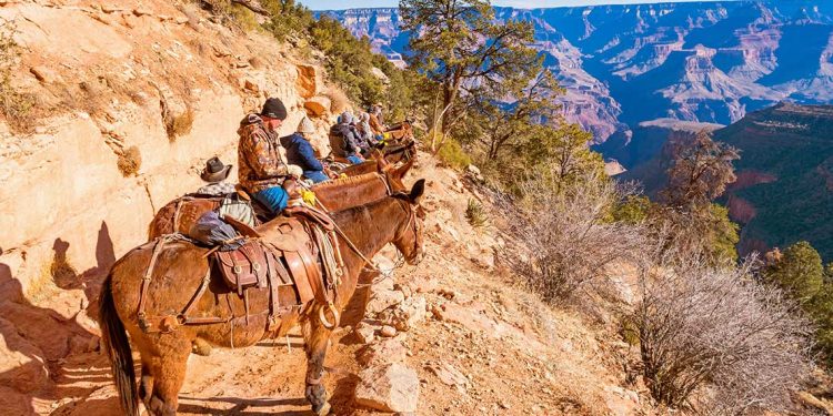 People sitting on mules on trail overlooking the Grand Canyon