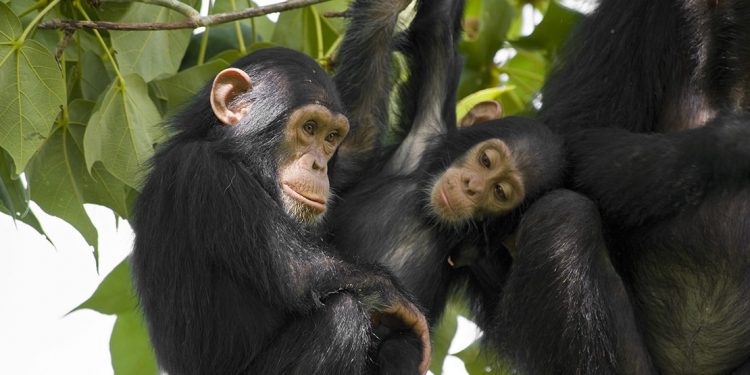 Chimpanzees in Tanzania