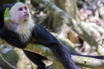 Monkey on a branch