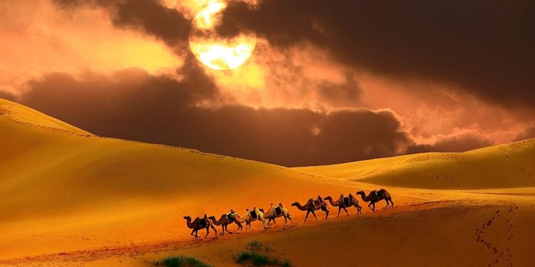 Camel trekking in Mongolia