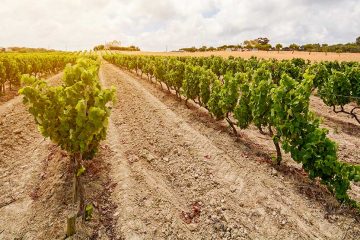 Winery in Portugal