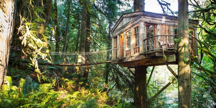 Treehouse with rope bridge leading to its door