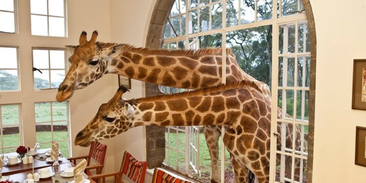 Two giraffes sticking their heads in a window of the hotel dining room