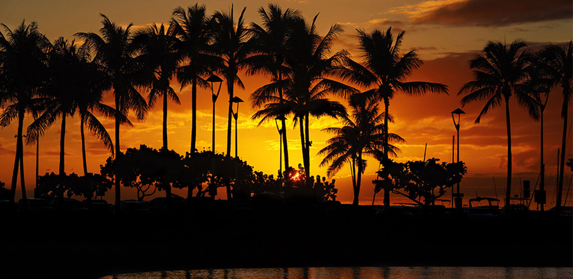 Sunset silhouetting palm trees