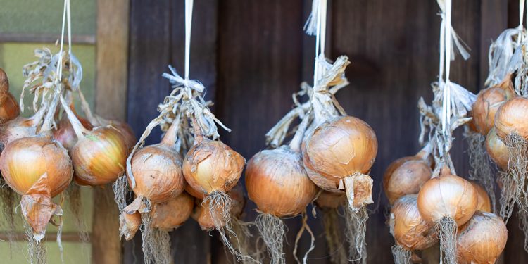 Onions hanging in bunches in front of door frame.
