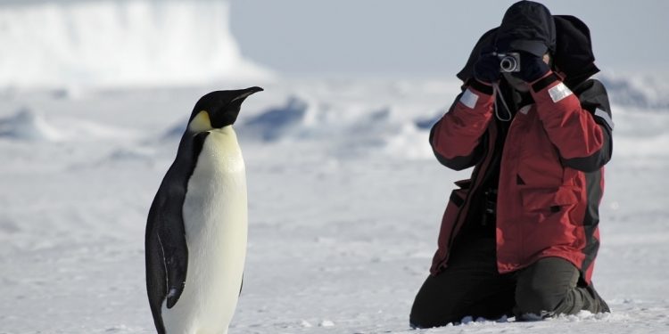 Tourist capturing photo of penguin in the Antarctic