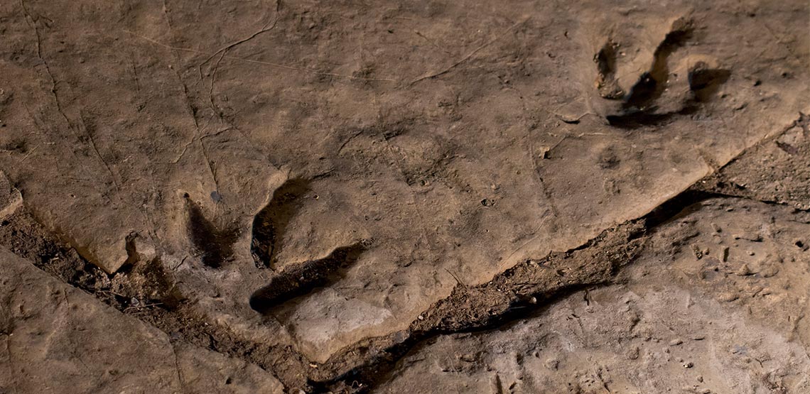 Dinosaur footprints in the rock