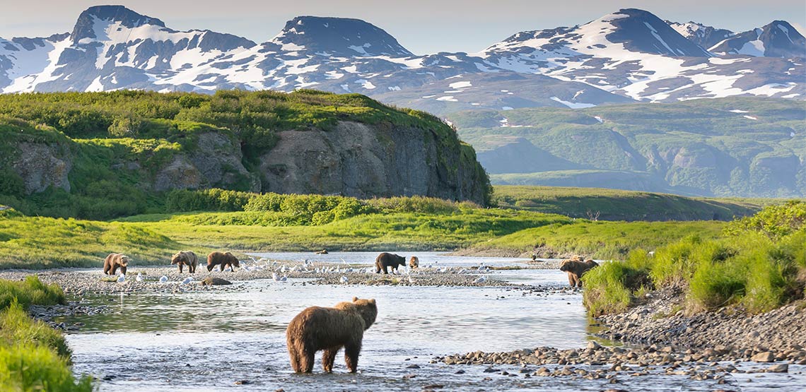 Brown bears standing in river with mountains in background
