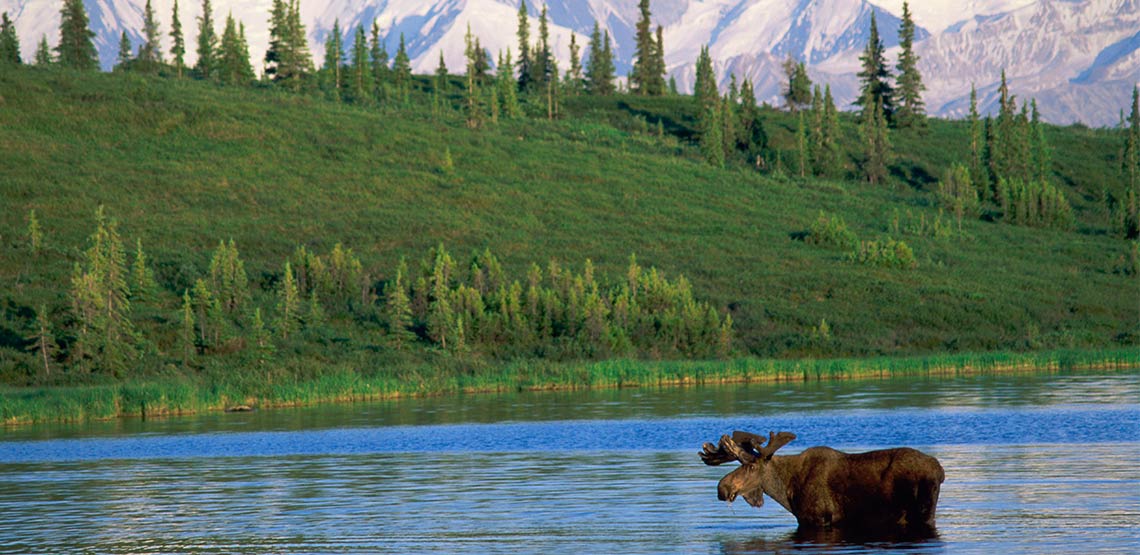 Moose standing in water with mountains in background