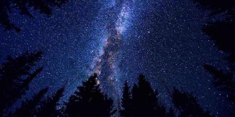 The Milky Way with silhouettes of pine trees