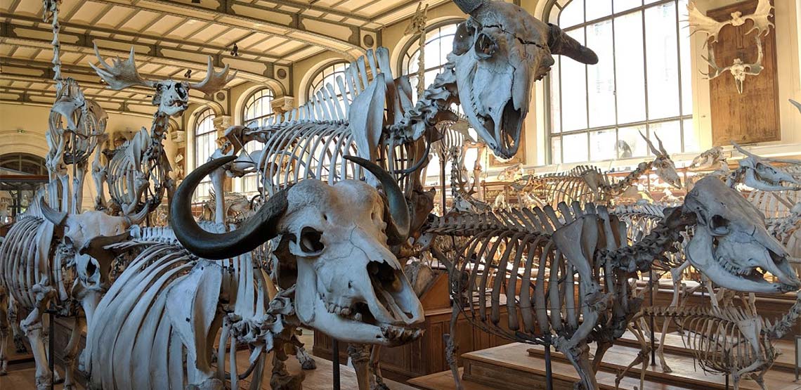 Skeletons in the Gallery of Paleontology