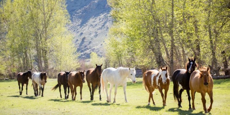 Horses at Rocking Z Guest Ranch
