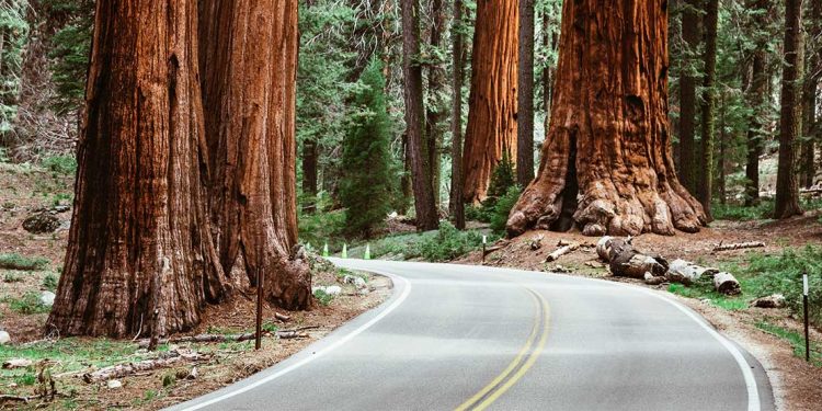 Road winding through Giant Redwoods.