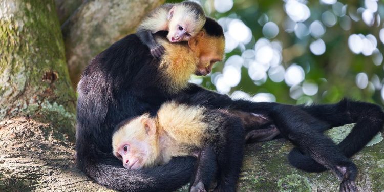 Three white-faced capuchin on a tree branch