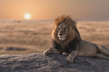 A tawny male lion splays across a gray rock as the sun sinks behind him.
