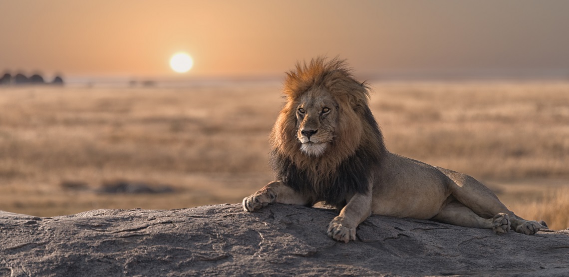 A tawny male lion splays across a gray rock as the sun sinks behind him.