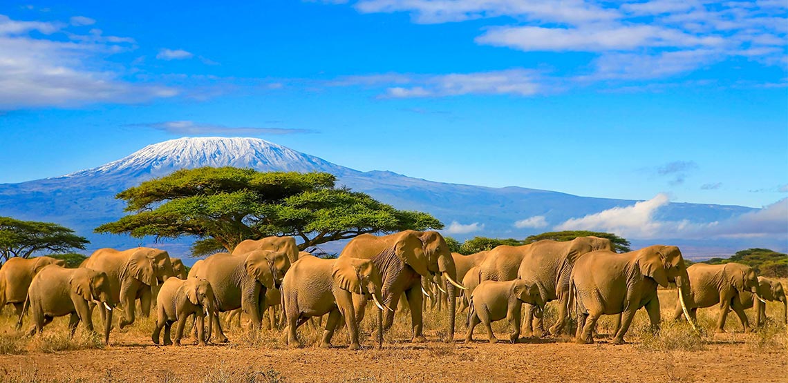 A herd of dust-covered elephants stroll by snow-capped Mount Kilimanjaro, the cloud-flecked sky above them a brilliant blue.