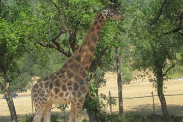 Giraffe standing outside