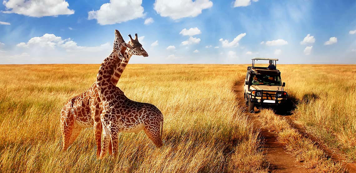 A pair of wild giraffes twine necks amidst the yellow grasses of the savannah in Tanzania's Serengeti National Park.
