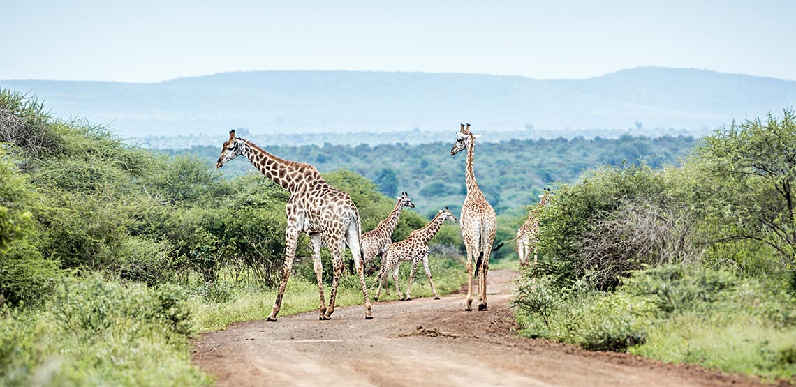 Giraffes standing on the road