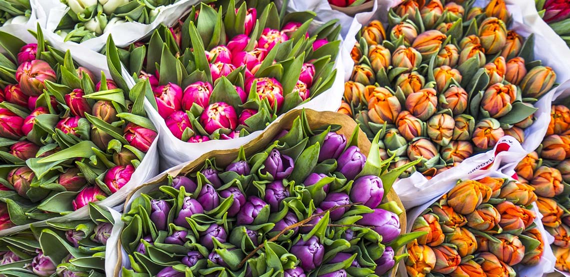 A close up of bunches of tulips for sale at an Amsterdam market, their bright blooms a riot of orange, purple, and scarlet.
