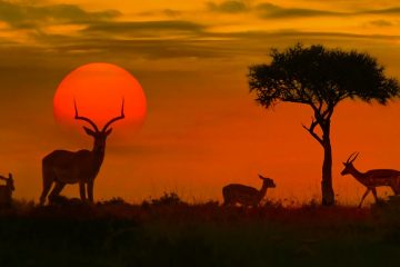 A blood-red sunset silhouettes an impala as it stares at the camera.