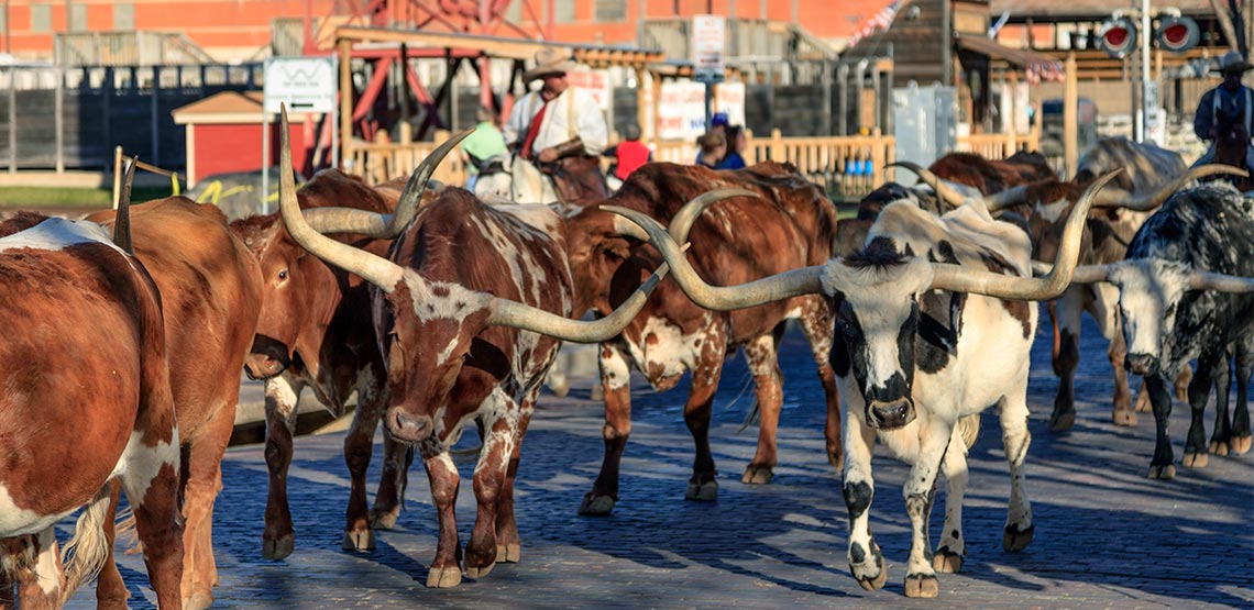 Steers being walked down road by cowboys on horses