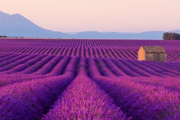 Purple fields broken only by a small brick cottage rise to meet a mountain in the distance.