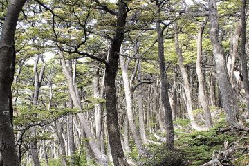 Gnarled, spindly limbed trees rise crookedly from a mossy forest floor.