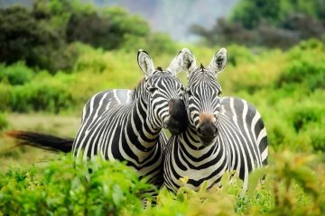 Zebras in the grasses of Kenya.