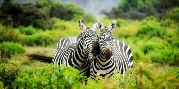 Zebras in the grasses of Kenya.