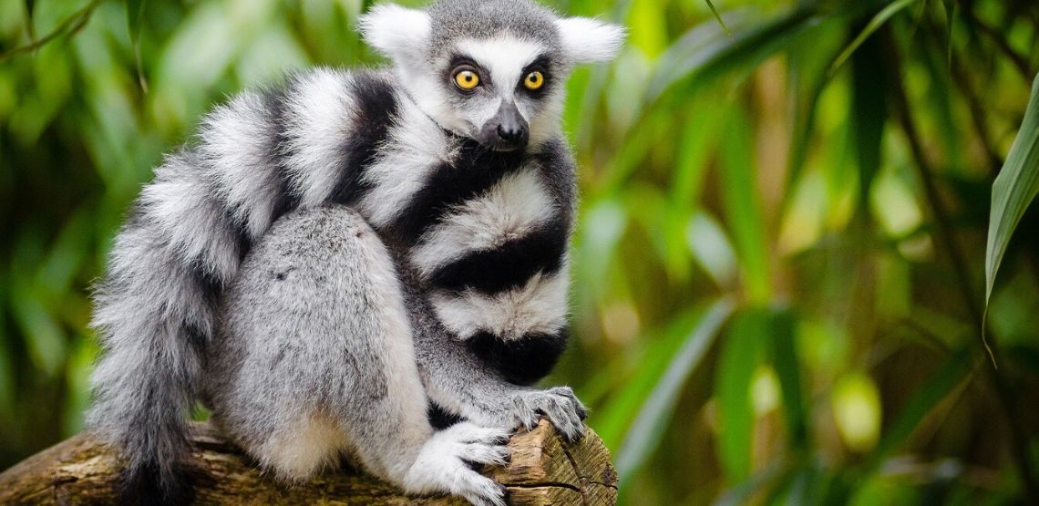 A lemur in a tree.