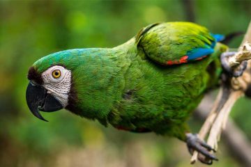 A green parrot on a tree.
