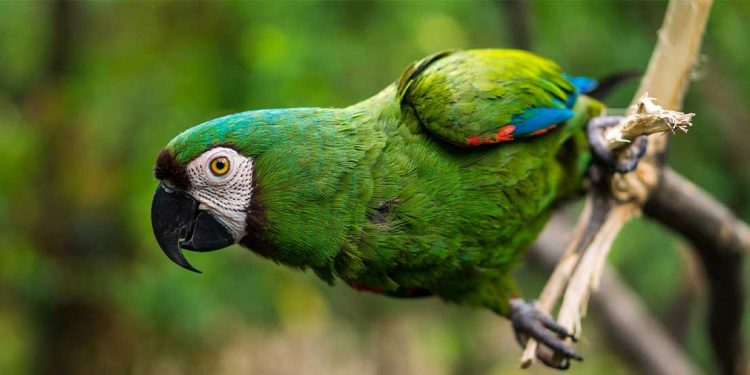 A green parrot on a tree.