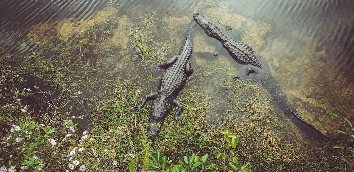 Two alligators lounging in the water.