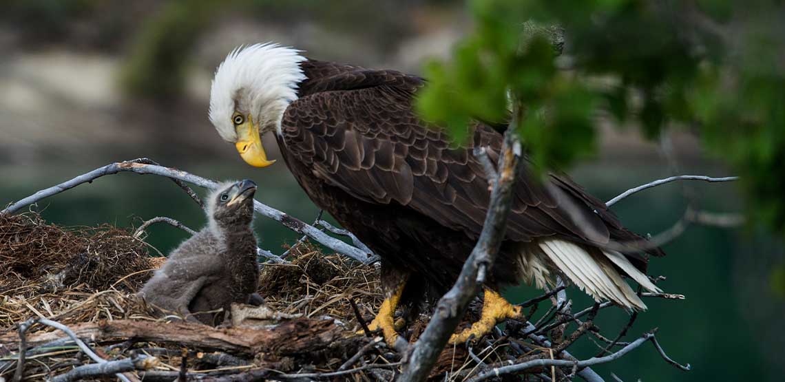 A bald eagle with its chick in a nest.