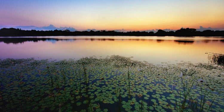 A lake with lily pads on it at sunset.