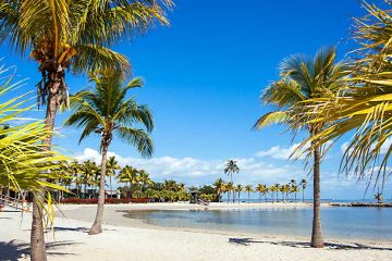 Palm trees, a beach and blue sky.