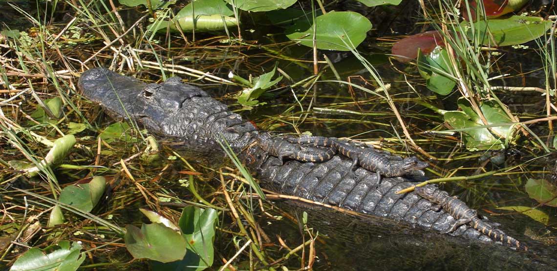 An alligator in the water.